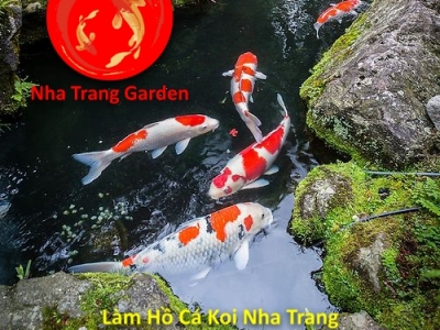 Làm Hồ Cá Koi Nha Trang