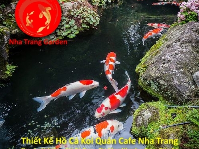 Thiết Kế Hồ Cá Koi Quán Cafe Nha Trang