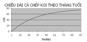 Top 15 Điều Cần Biết Về Cá Koi Nhật Bản - Thiết Kế Thi Công Sân Vườn Nha Trang 11